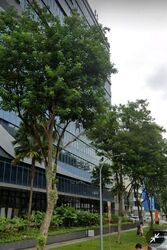 Primax (D19), Factory #453039421